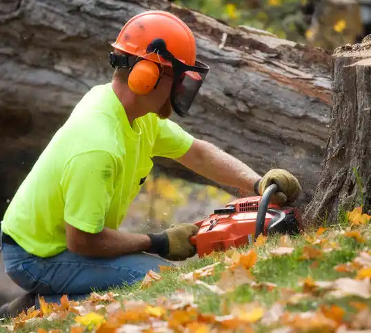 tree services Detroit Beach